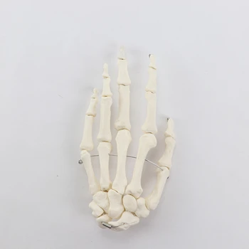 1:1 Inimeste Käe Luu Skelett Anatoomia Mudel Sõrme Bendable Meditsiini Õppevahendite Tasuta Dropshipping
